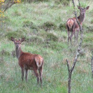 Perthshire Wildlife
